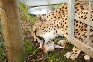 Volontär i Sydafrika - Gepard