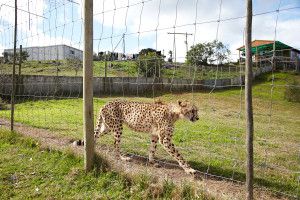 Volontär i Sydafrika - Gepard